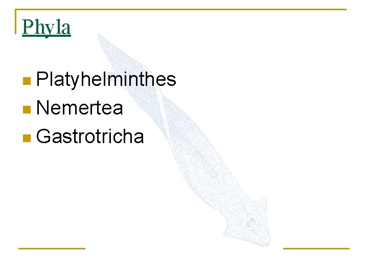 Phyla n Platyhelminthes n Nemertea n Gastrotricha 