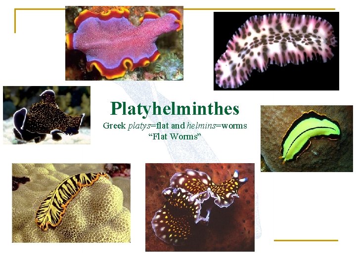 Platyhelminthes Greek platys=flat and helmins=worms “Flat Worms” 