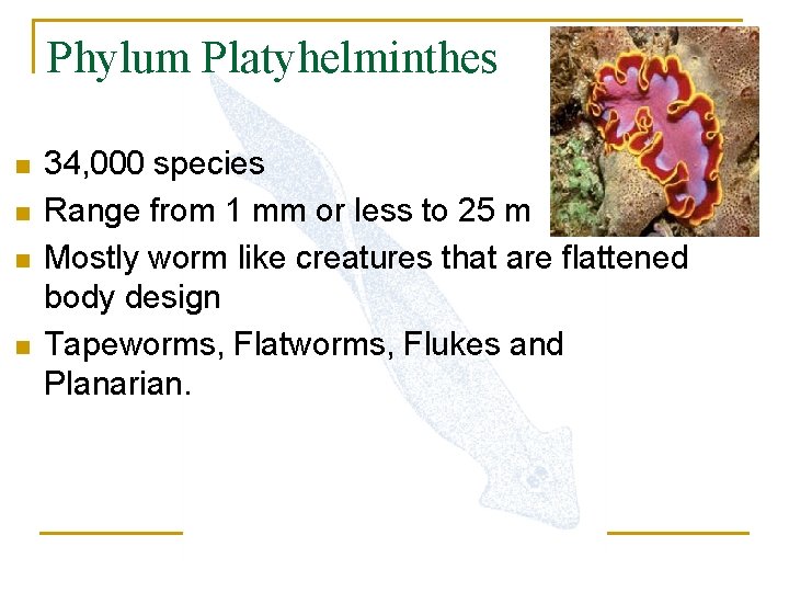 Phylum Platyhelminthes n n 34, 000 species Range from 1 mm or less to