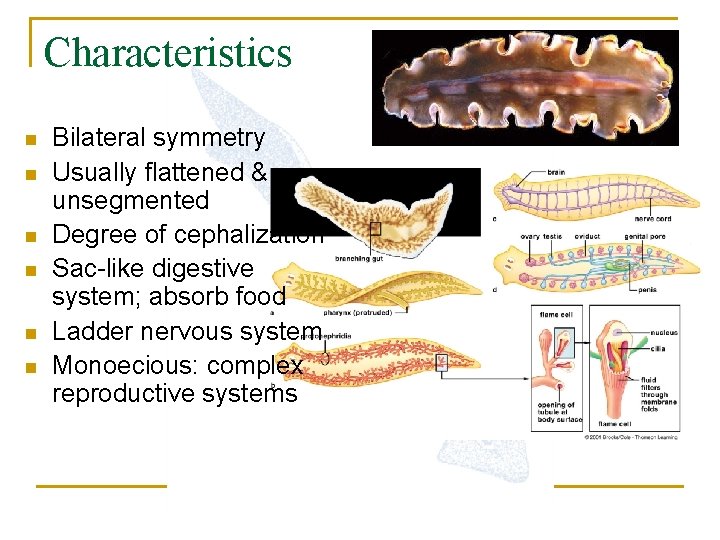 Characteristics n n n Bilateral symmetry Usually flattened & unsegmented Degree of cephalization Sac-like