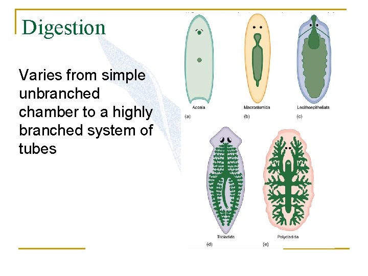 Digestion Varies from simple unbranched chamber to a highly branched system of tubes 