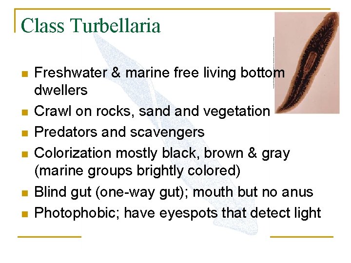 Class Turbellaria n n n Freshwater & marine free living bottom dwellers Crawl on
