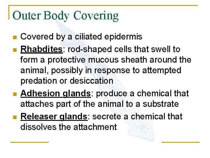 Outer Body Covering n n Covered by a ciliated epidermis Rhabdites: rod-shaped cells that