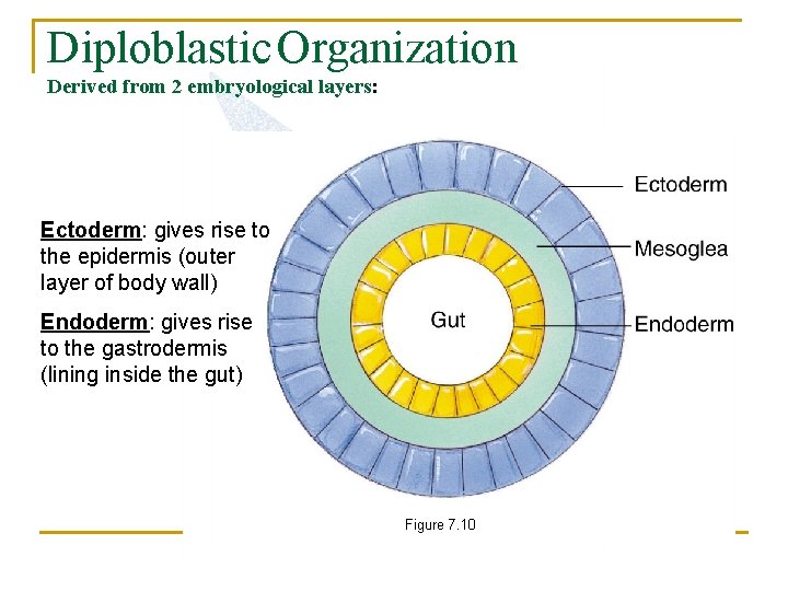 Diploblastic Organization Derived from 2 embryological layers: Ectoderm: gives rise to the epidermis (outer