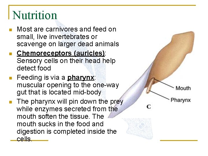 Nutrition n n Most are carnivores and feed on small, live invertebrates or scavenge