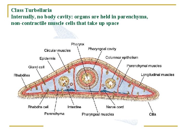 Class Turbellaria Internally, no body cavity: organs are held in parenchyma, non-contractile muscle cells