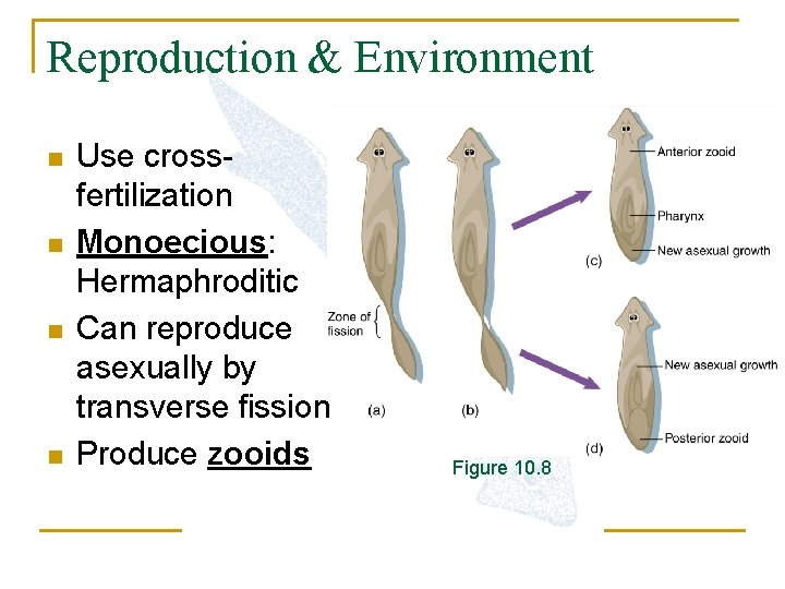 Reproduction & Environment n n Use crossfertilization Monoecious: Hermaphroditic Can reproduce asexually by transverse