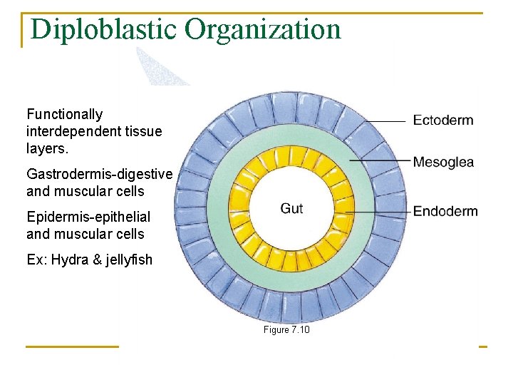 Diploblastic Organization Functionally interdependent tissue layers. Gastrodermis-digestive and muscular cells Epidermis-epithelial and muscular cells