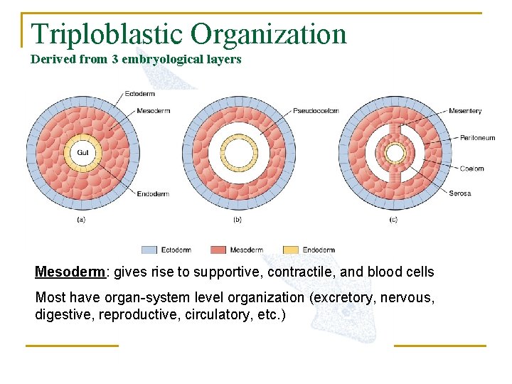 Triploblastic Organization Derived from 3 embryological layers Mesoderm: gives rise to supportive, contractile, and
