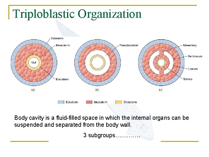 Triploblastic Organization Body cavity is a fluid-filled space in which the internal organs can