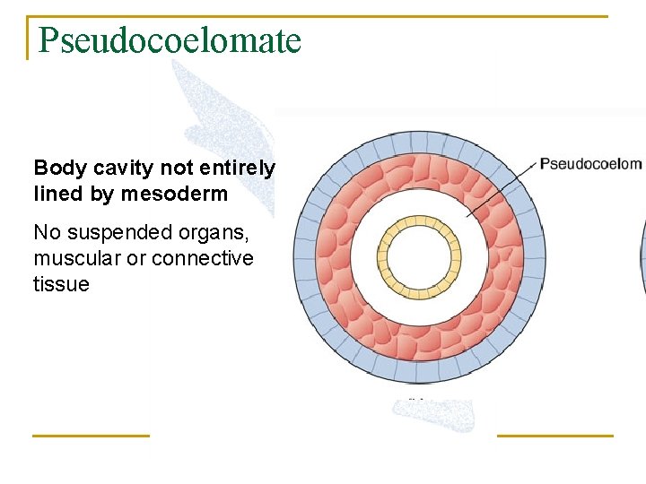 Pseudocoelomate Body cavity not entirely lined by mesoderm No suspended organs, muscular or connective