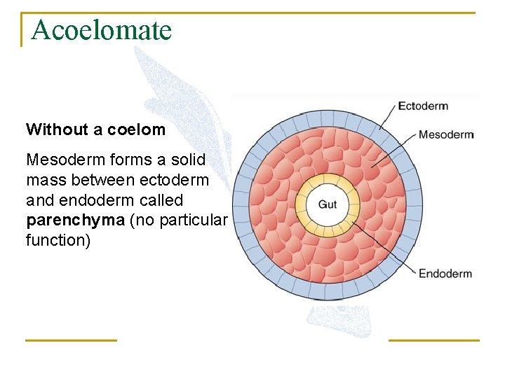 Acoelomate Without a coelom Mesoderm forms a solid mass between ectoderm and endoderm called
