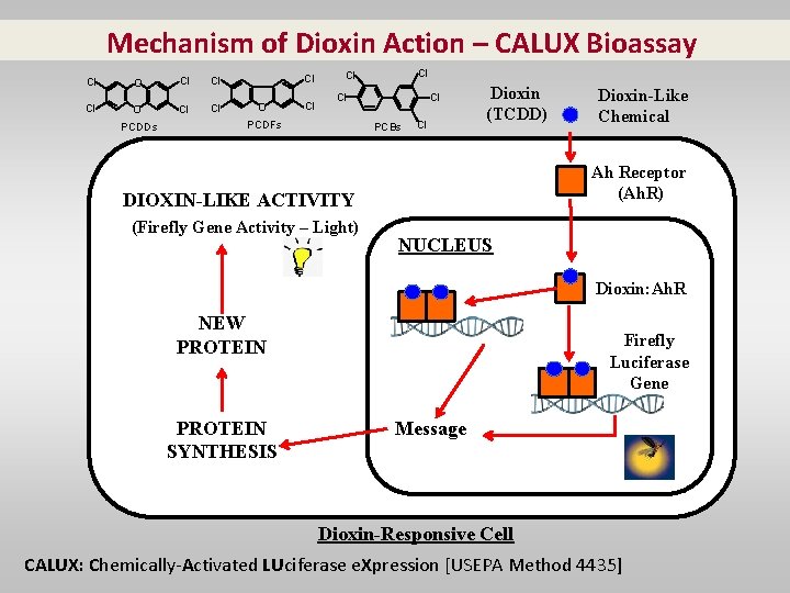 Mechanism of Dioxin Action – CALUX Bioassay Cl O Cl Cl PCDDs Cl O