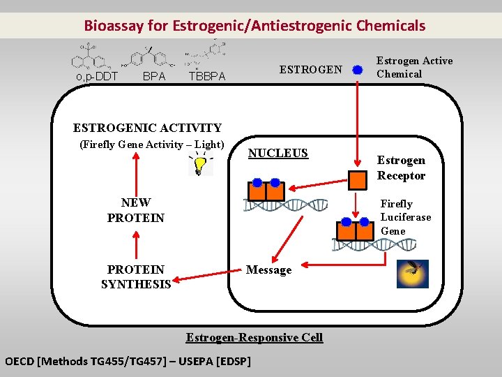Bioassay for Estrogenic/Antiestrogenic Chemicals o, p-DDT BPA ESTROGEN TBBPA Estrogen Active Chemical ESTROGENIC ACTIVITY