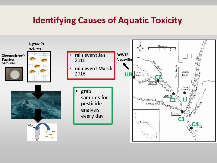 Identifying Causes of Aquatic Toxicity Hyallela azteca Chemcatcher® Passive Sampler • rain event Jan