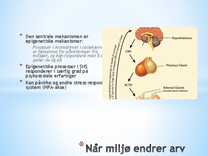 * * * Den sentrale mekanismen er epigenetiske mekanismer: Prosesser i kromatimet i cellekjernen