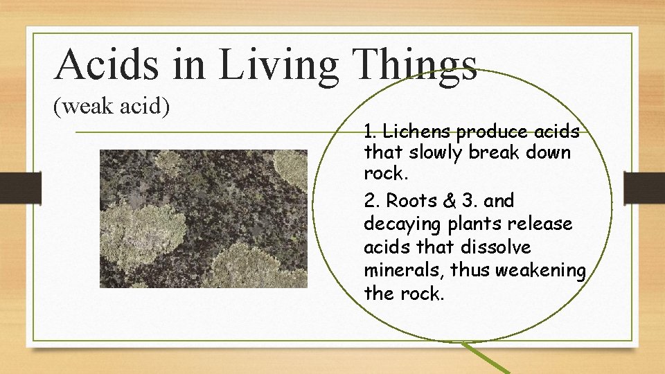 Acids in Living Things (weak acid) 1. Lichens produce acids that slowly break down