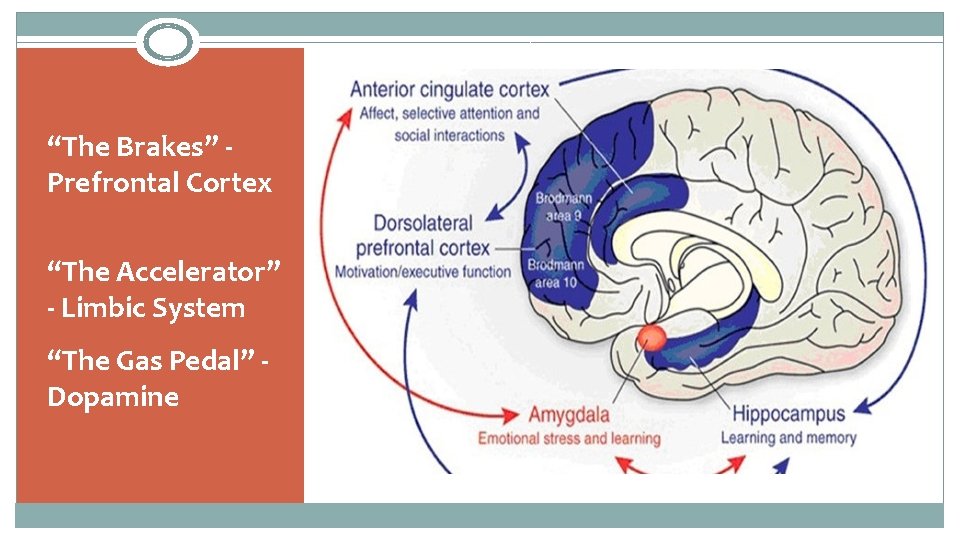 “The Brakes” Prefrontal Cortex “The Accelerator” - Limbic System “The Gas Pedal” Dopamine 