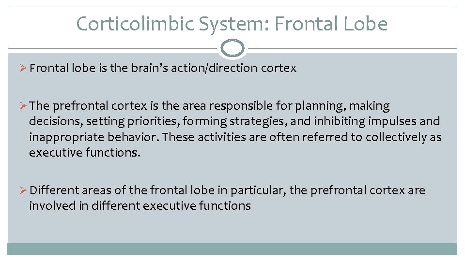 Corticolimbic System: Frontal Lobe Ø Frontal lobe is the brain’s action/direction cortex Ø The