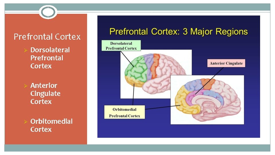 Prefrontal Cortex Ø Dorsolateral Prefrontal Cortex Ø Anterior Cingulate Cortex Ø Orbitomedial Cortex 