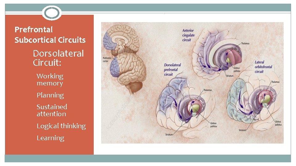 Prefrontal Subcortical Circuits 1. Dorsolateral Circuit: Working memory Planning Sustained attention Logical thinking Learning