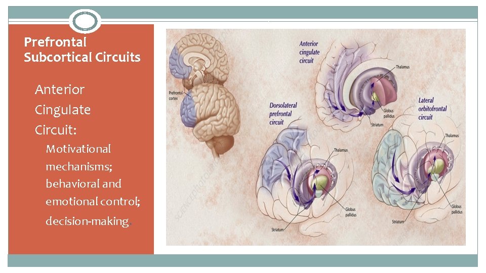Prefrontal Subcortical Circuits Anterior Cingulate Circuit: Motivational mechanisms; behavioral and emotional control; decision‐making. 