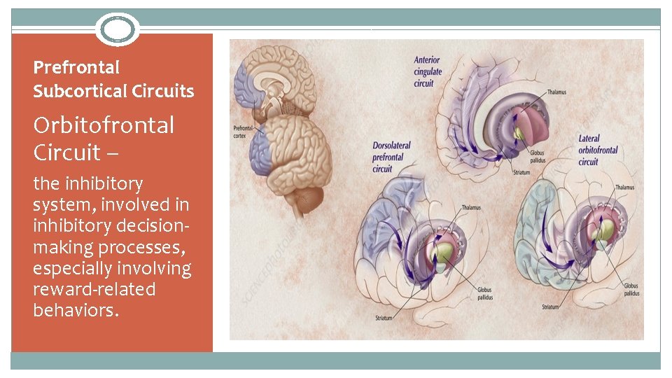 Prefrontal Subcortical Circuits Orbitofrontal Circuit – the inhibitory system, involved in inhibitory decision‐ making