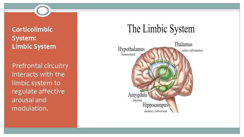 Corticolimbic System: Limbic System Prefrontal circuitry interacts with the limbic system to regulate affective