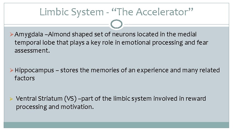 Limbic System ‐ “The Accelerator” Ø Amygdala –Almond shaped set of neurons located in
