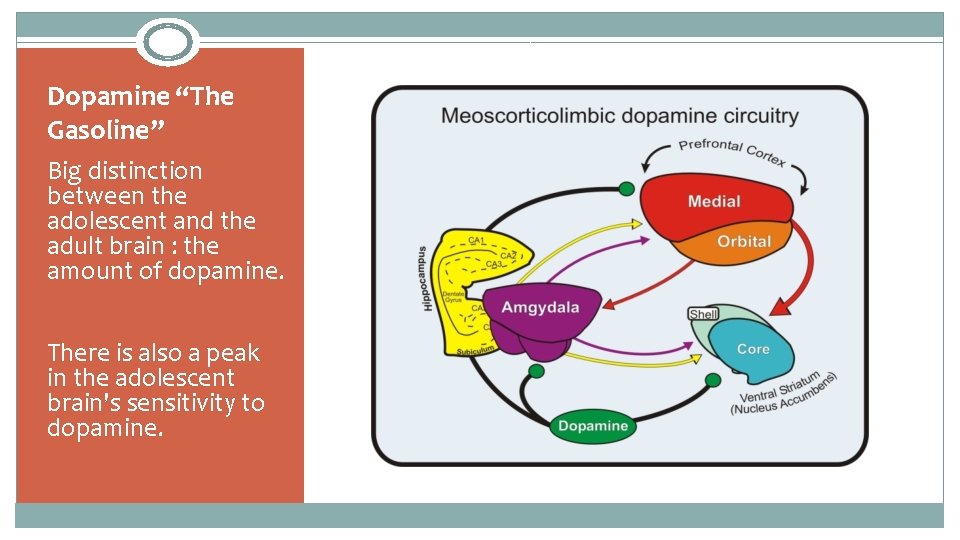 Dopamine “The Gasoline” Big distinction between the adolescent and the adult brain : the
