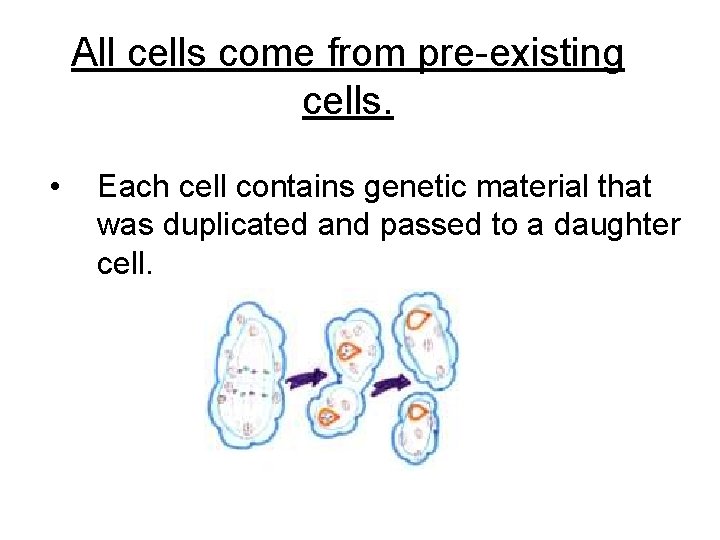 All cells come from pre-existing cells. • Each cell contains genetic material that was All cells come from pre-existing cells. • Each cell contains genetic material that was
