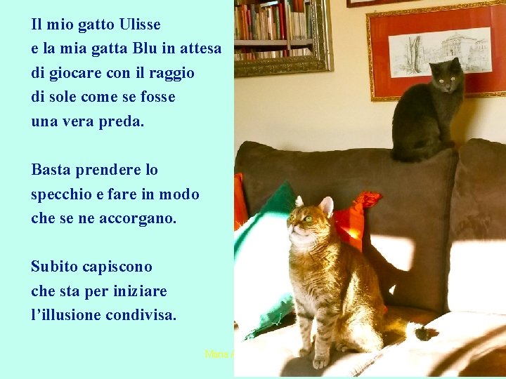 Il mio gatto Ulisse e la mia gatta Blu in attesa di giocare con