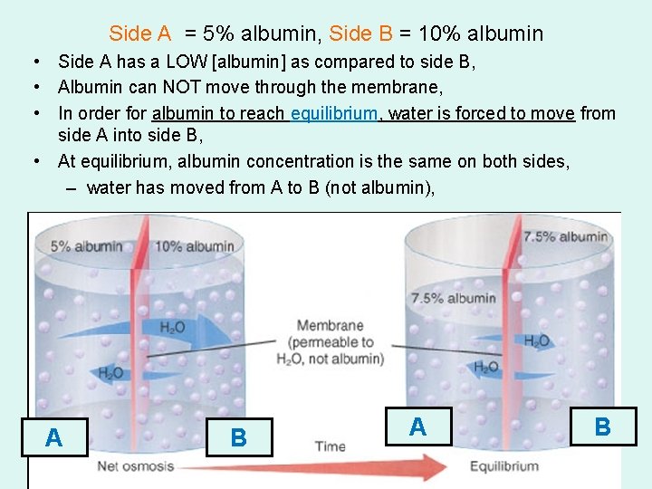 Side A = 5% albumin, Side B = 10% albumin • Side A has