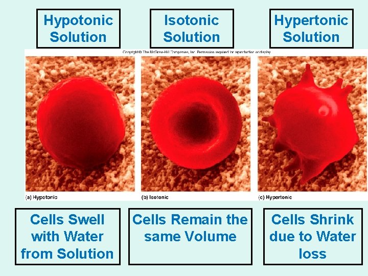Hypotonic Solution Cells Swell with Water from Solution Isotonic Solution Hypertonic Solution Cells Remain