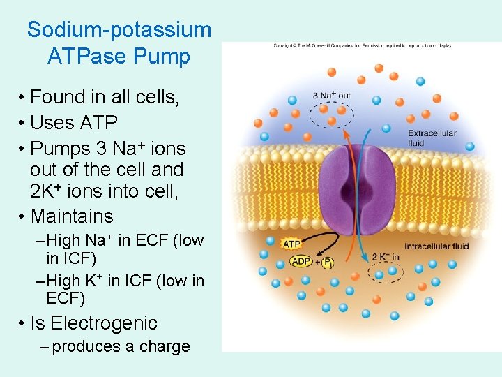 Sodium-potassium ATPase Pump • Found in all cells, • Uses ATP • Pumps 3