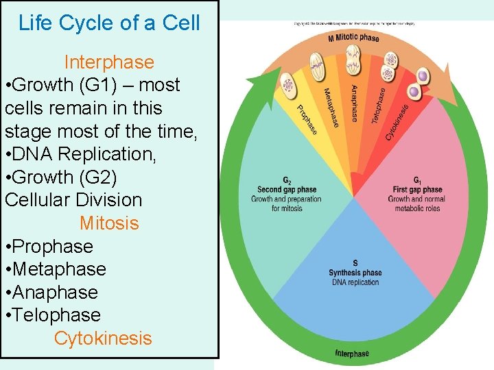 Life Cycle of a Cell Interphase • Growth (G 1) – most cells remain
