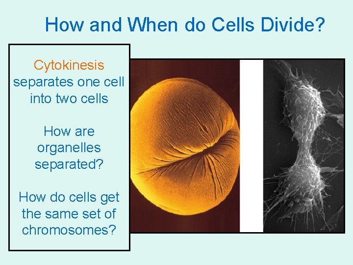 How and When do Cells Divide? Cytokinesis separates one cell into two cells How