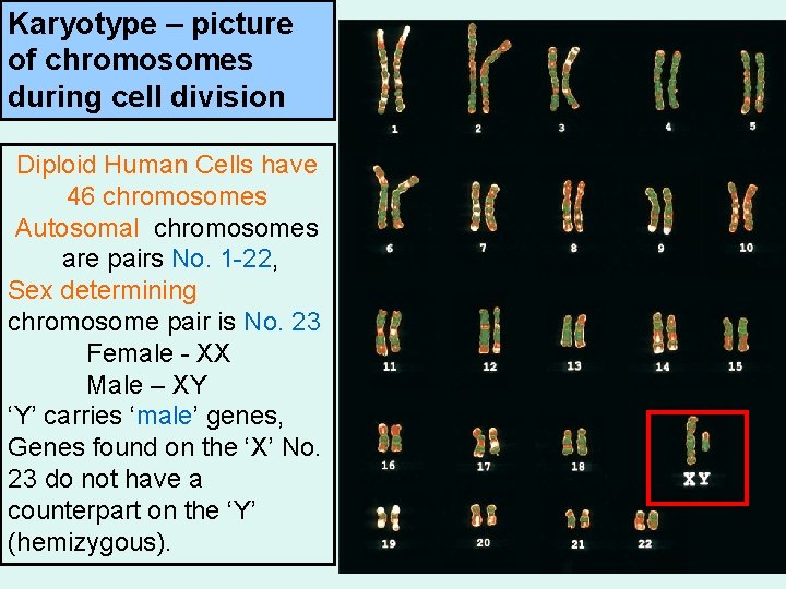 Karyotype – picture of chromosomes during cell division Diploid Human Cells have 46 chromosomes
