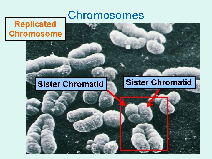 Replicated Chromosomes Sister Chromatid 