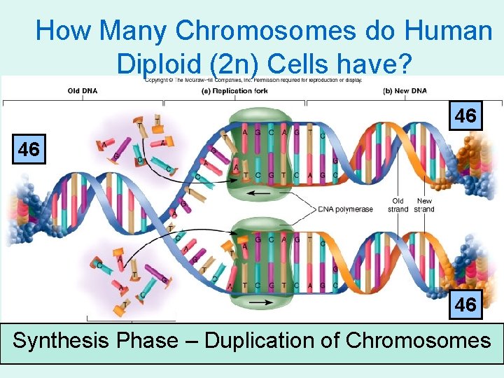 How Many Chromosomes do Human Diploid (2 n) Cells have? 46 46 46 Synthesis