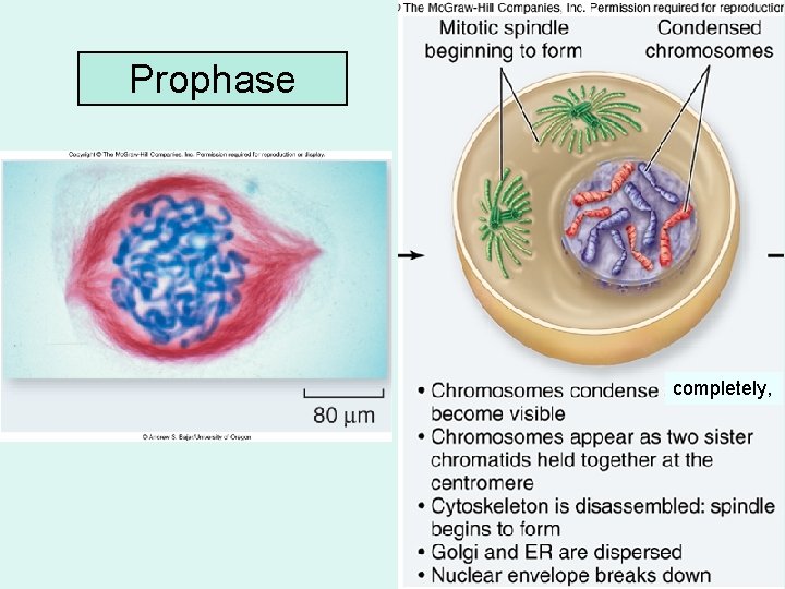 Prophase completely, 