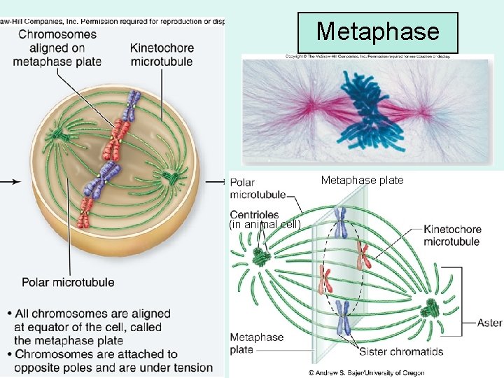 Metaphase plate (in animal cell) 