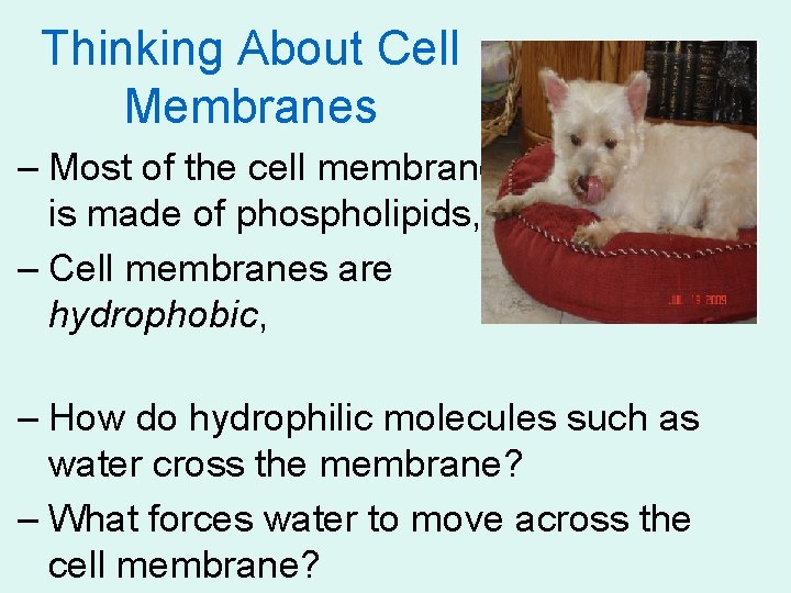 Thinking About Cell Membranes – Most of the cell membrane is made of phospholipids,