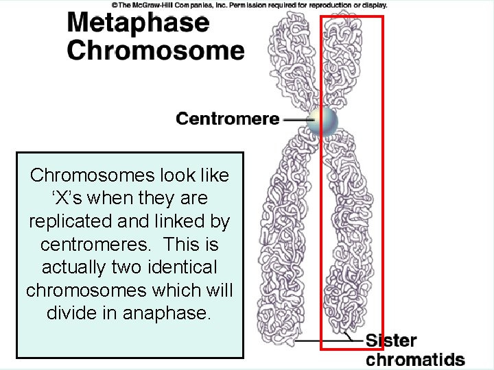 Chromosomes look like ‘X’s when they are replicated and linked by centromeres. This is