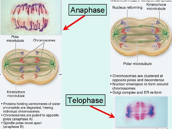 Anaphase Telophase 