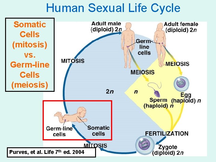 Human Sexual Life Cycle Somatic Cells (mitosis) vs. Germ-line Cells (meiosis) Purves, et al.