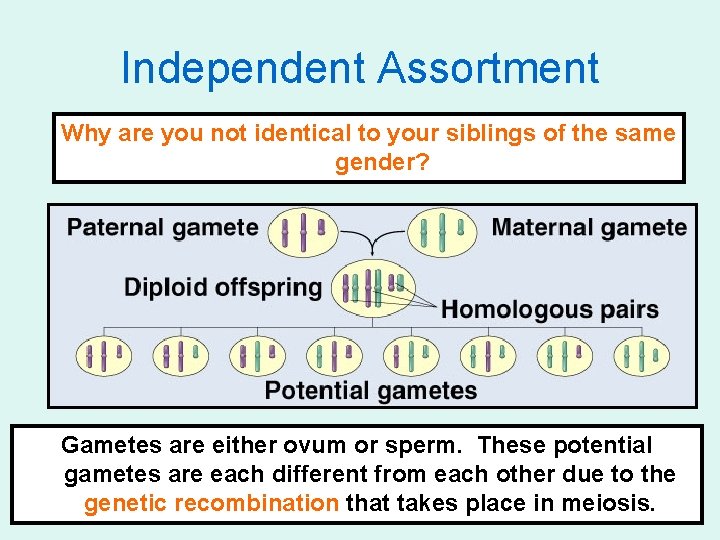 Independent Assortment Why are you not identical to your siblings of the same gender?