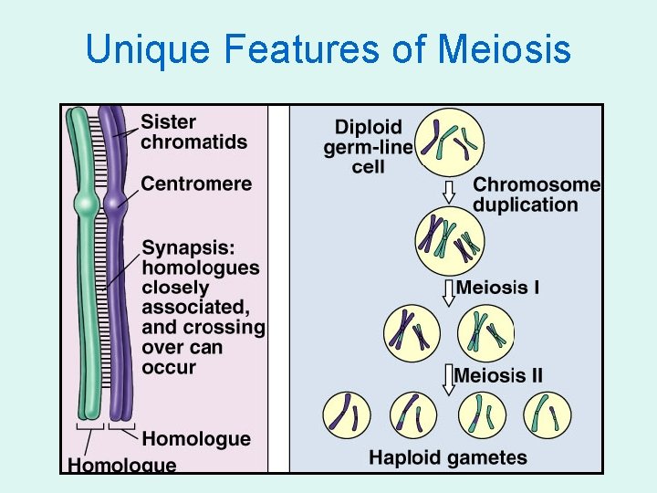 Unique Features of Meiosis 