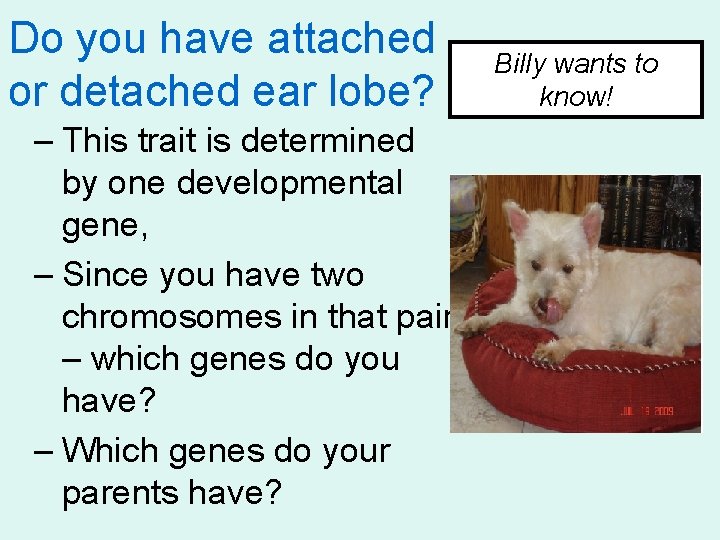 Do you have attached or detached ear lobe? – This trait is determined by