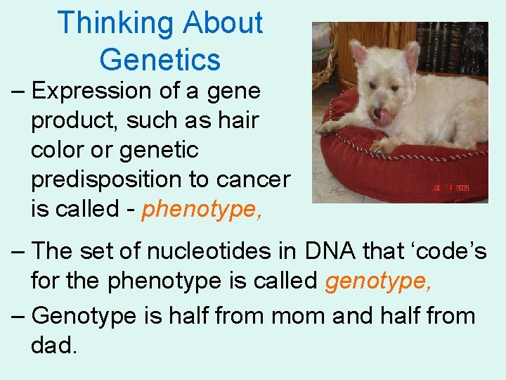 Thinking About Genetics – Expression of a gene product, such as hair color or